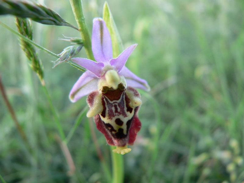 Ophrys fuciflora:  che strane !!!